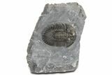 Detailed Scabriscutellum Trilobite - Morocco #359157-3